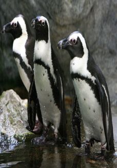 penguin